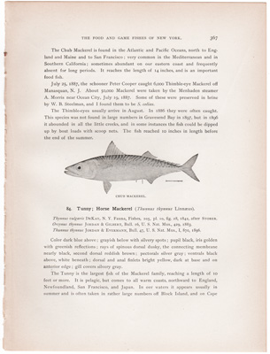 CHUB MACKEREL / TUNNY